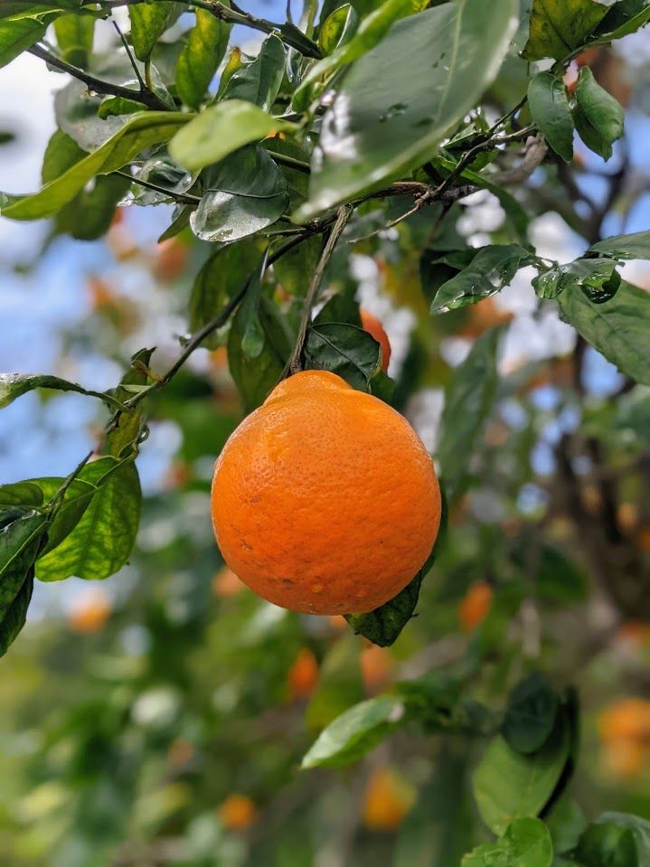 94-1769 Amepela Road Naalehu, HI 96772 - Photo 28 of 29 a view of a tree