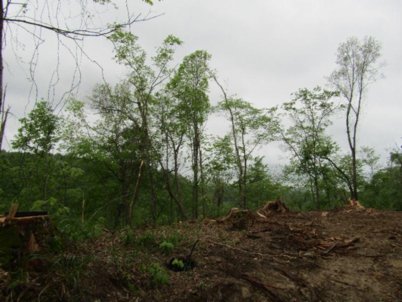 15.35-ac Millie Ridge Road Celina, TN 38551 - Photo 6 of 23 IMG_2319