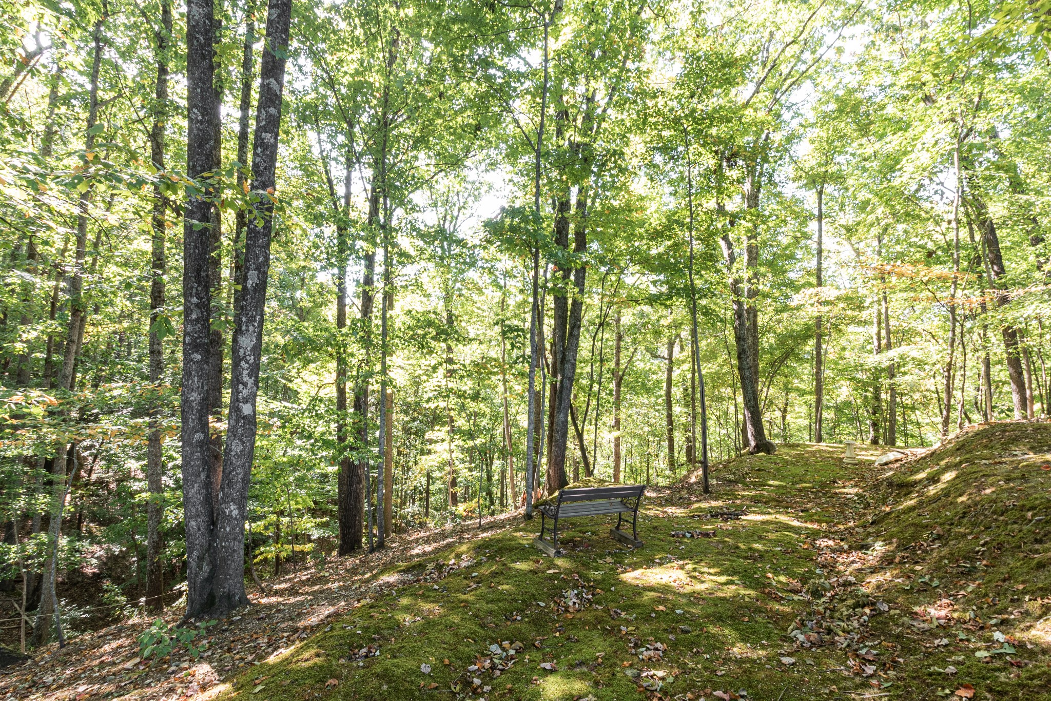6089 Norman Thomas Road Silver Point, TN 38582 - Photo 34 of 37 a view of yard with trees