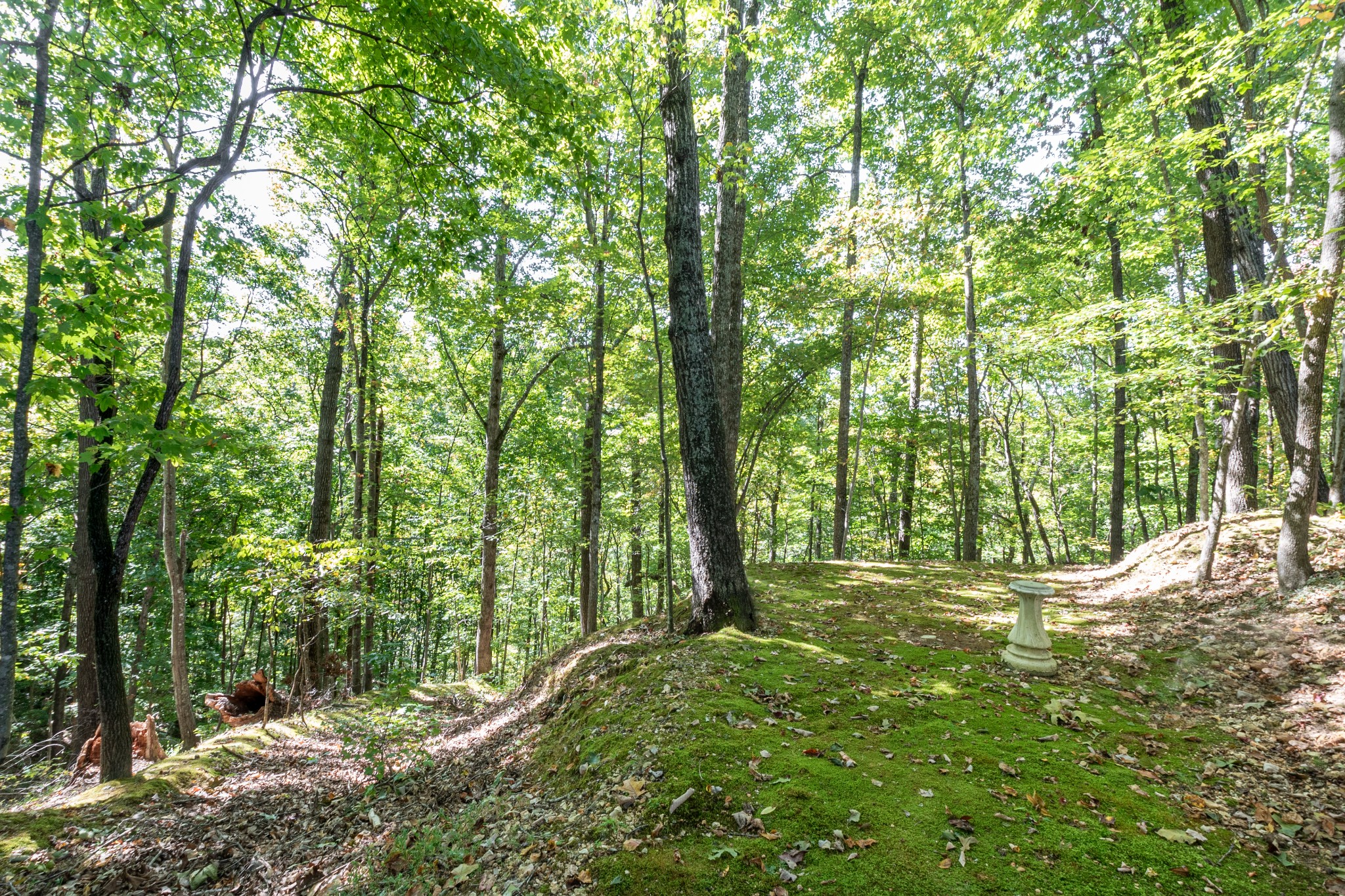 6089 Norman Thomas Road Silver Point, TN 38582 - Photo 35 of 37 a big yard with lots of green space and trees
