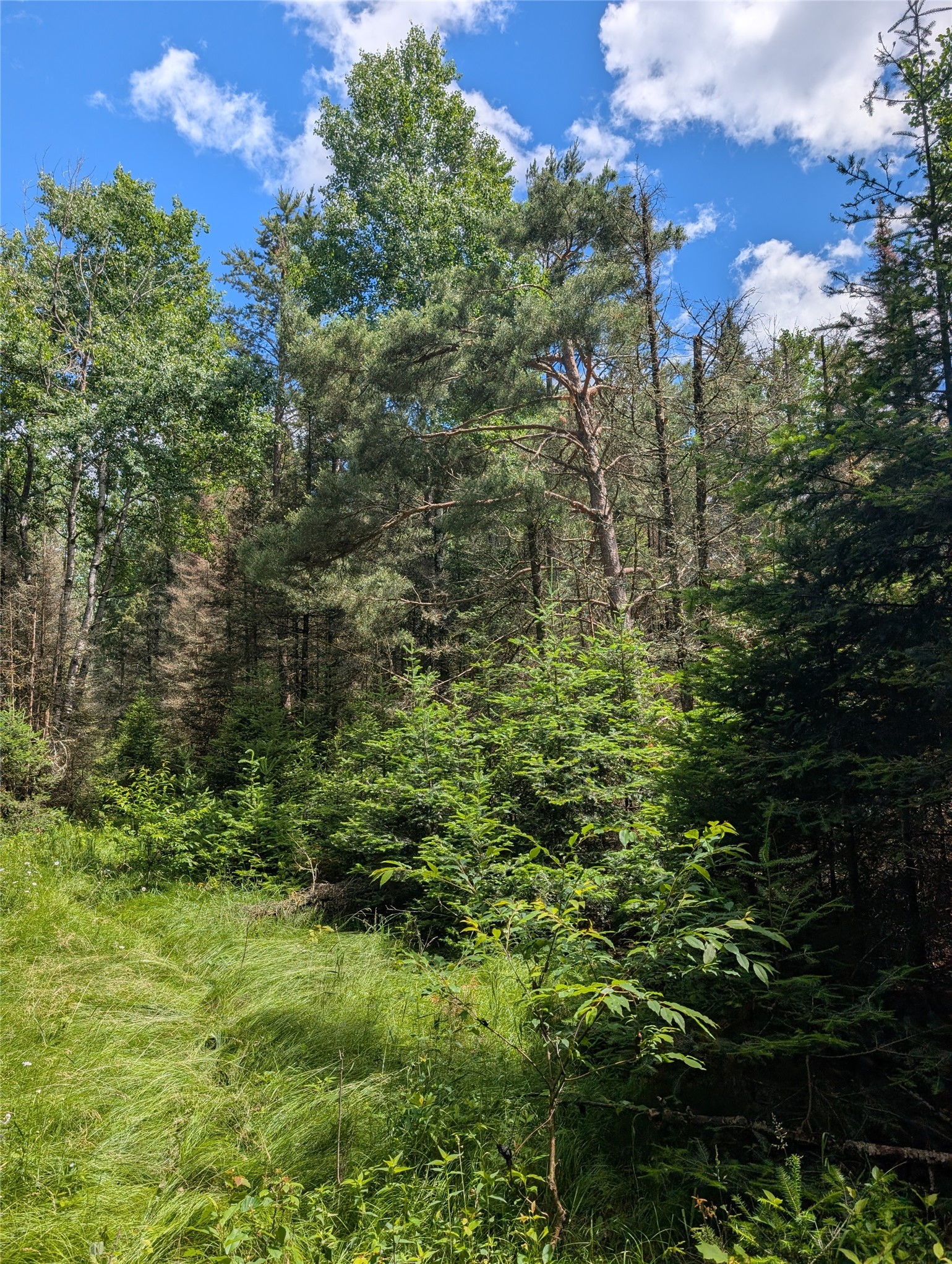 Lot 4 Main Road Minong, WI 54859 - Photo 11 of 19