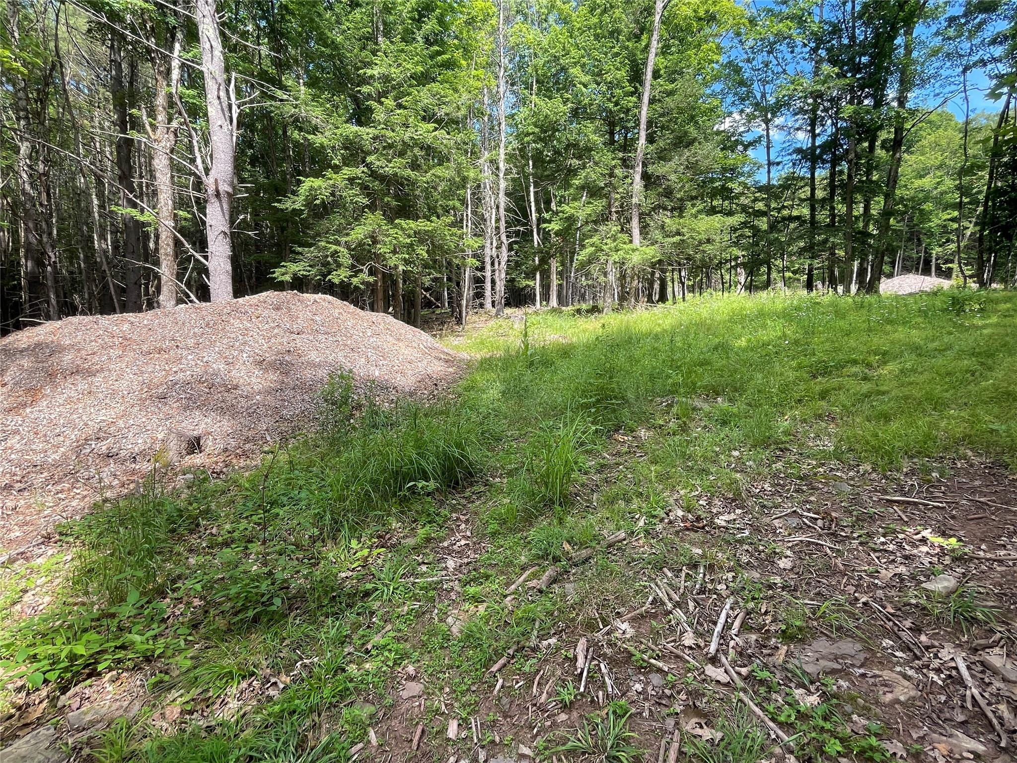 Tbd Boulder Brook Road Windham, NY 12496 - Photo 5 of 44 View of woods