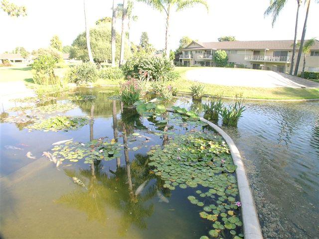 5940 Encina Road, Unit 5 Goleta, CA 93117 - Photo 14 of 18 Koi Pond