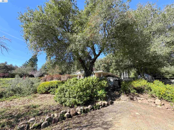 a view of a garden with large trees