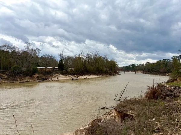 a view of a yard with trees
