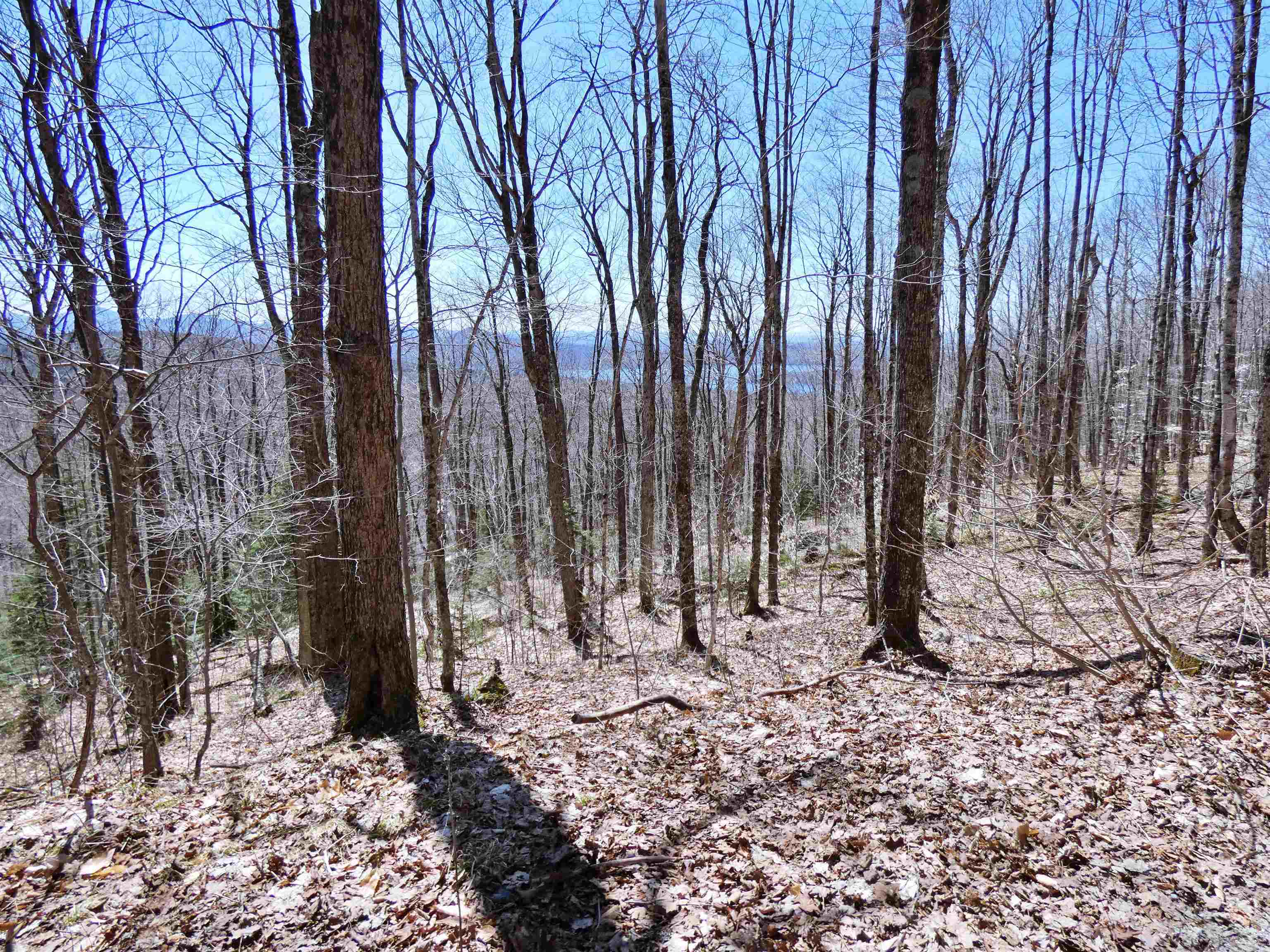 0 Toad Pond Road Morgan, VT 05853 - Photo 6 of 9