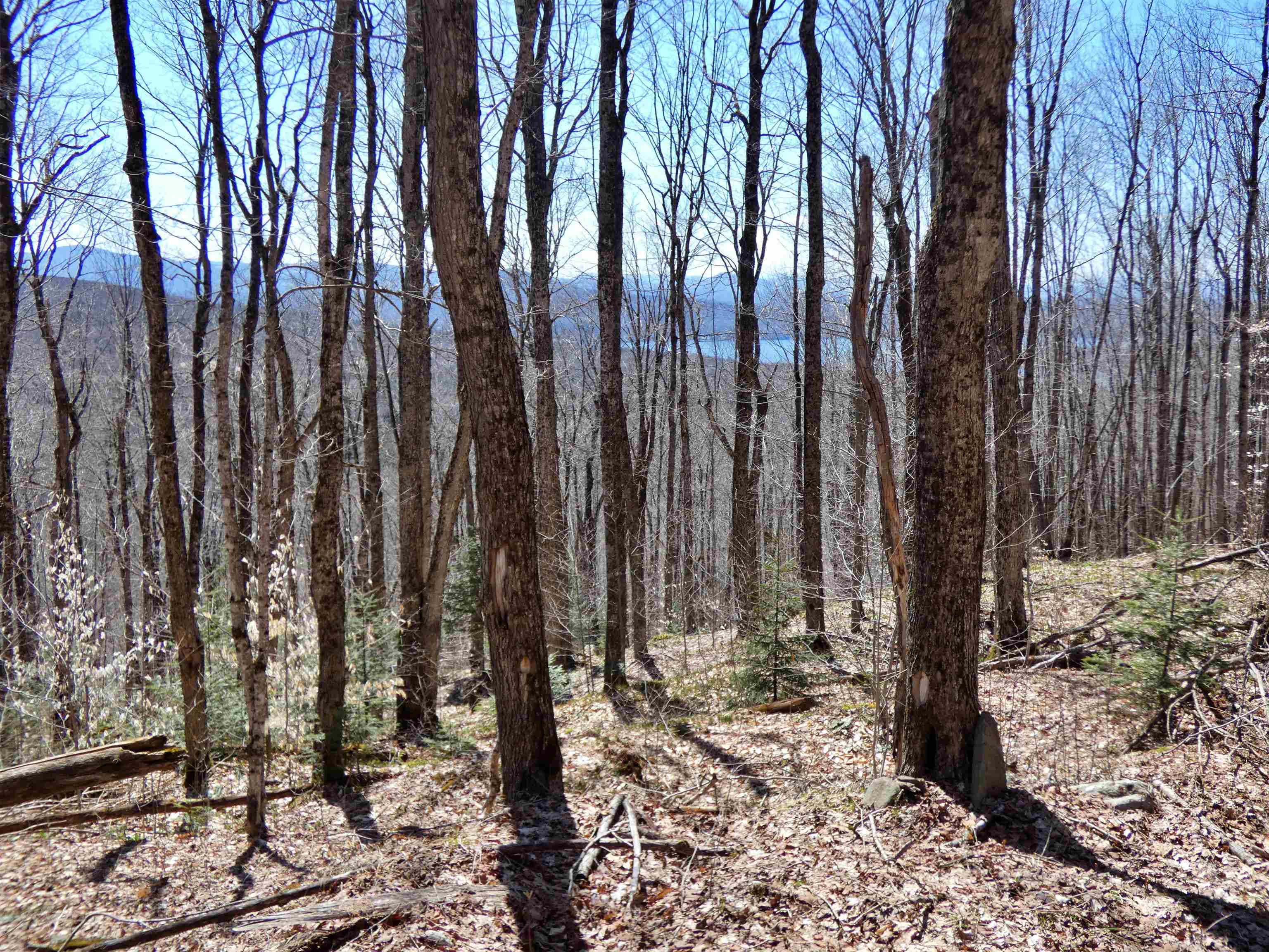 0 Toad Pond Road Morgan, VT 05853 - Photo 7 of 9