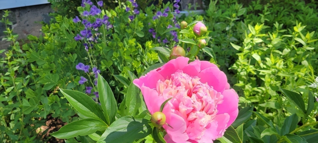 159 Warren Street Needham, MA 02492 - Photo 29 of 42 a view of a flower