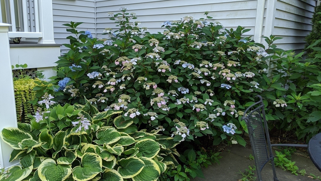 159 Warren Street Needham, MA 02492 - Photo 35 of 42 a plant view