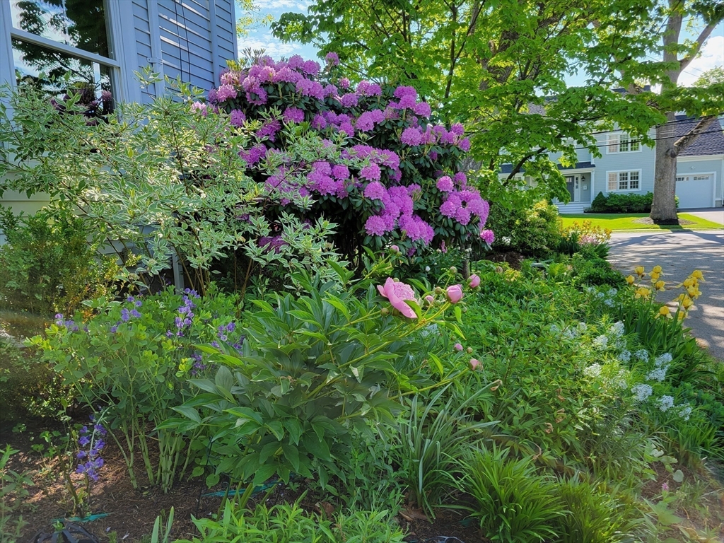 159 Warren Street Needham, MA 02492 - Photo 37 of 42 a view of a flower garden in front of house