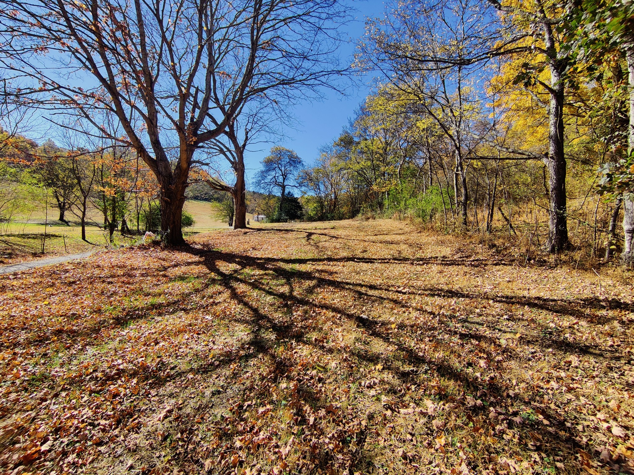 150 Ben Johnson Road Pulaski, TN 38478 - Photo 2 of 4 a view of dirt yard with a large tree