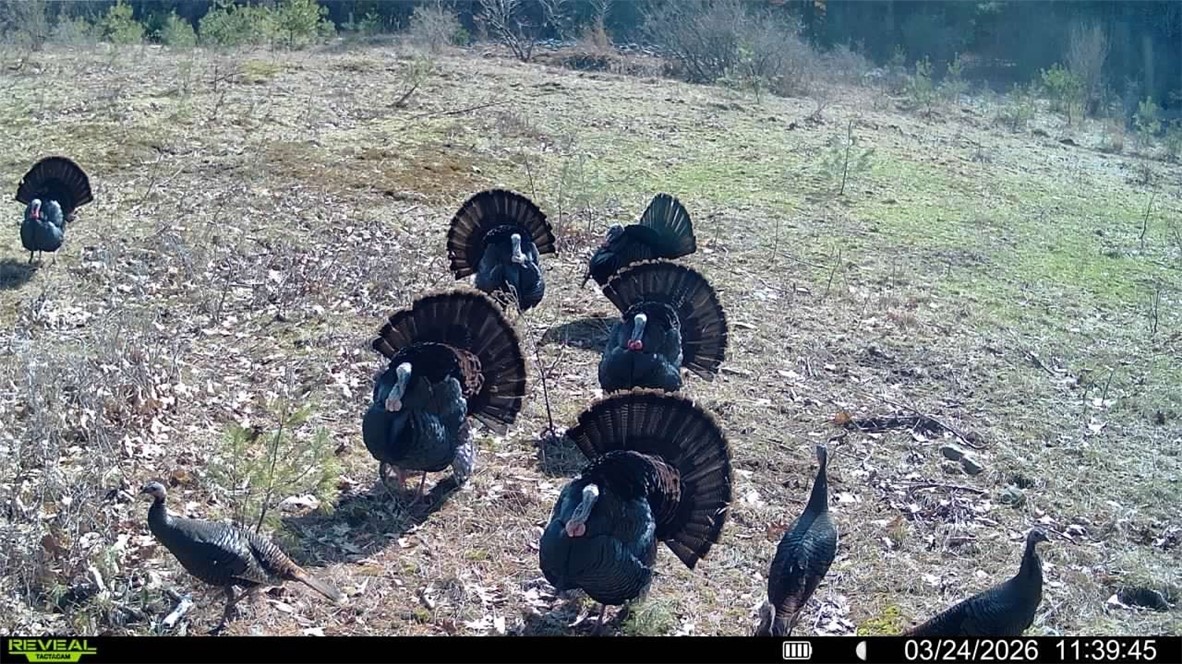 212 Meeker Road Vestal, NY 13850 - Photo 30 of 35 Turkey
