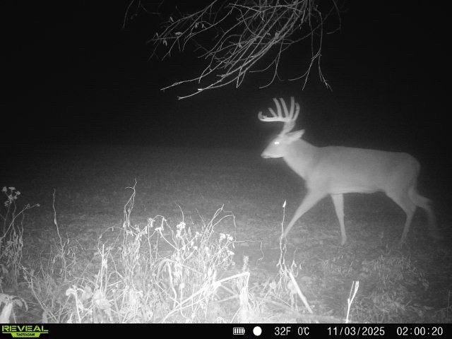 212 Meeker Road Vestal, NY 13850 - Photo 31 of 35 Deer