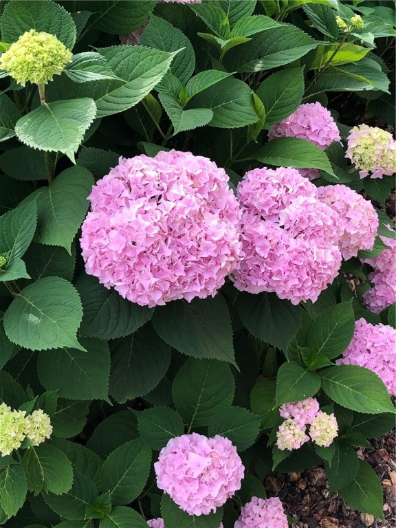 31 Misty Pine Road Perinton, NY 14450 - Photo 32 of 33