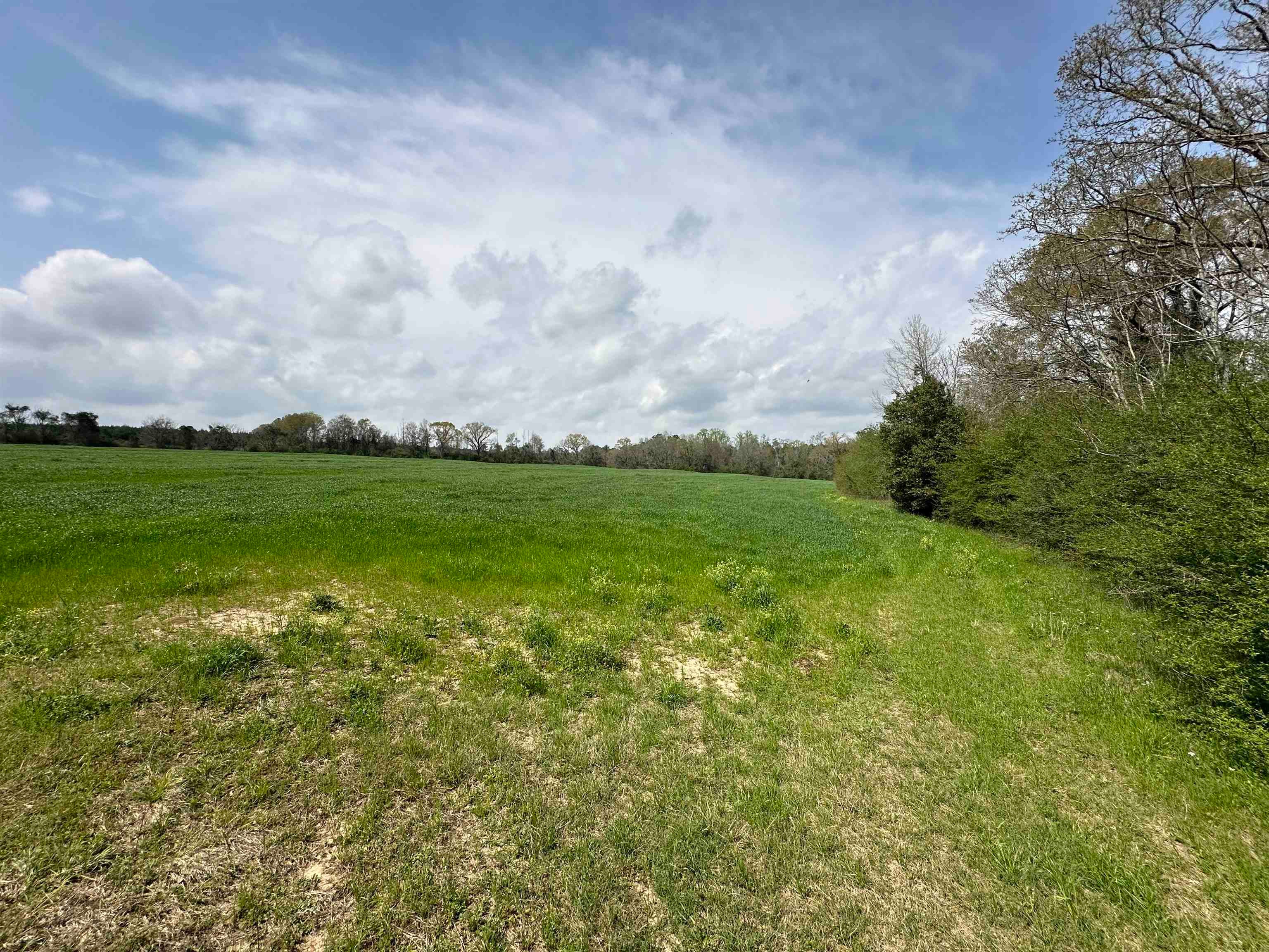 36625 Hesters Store Road Red Level, AL 36474 - Photo 16 of 47 Gallery Image 16