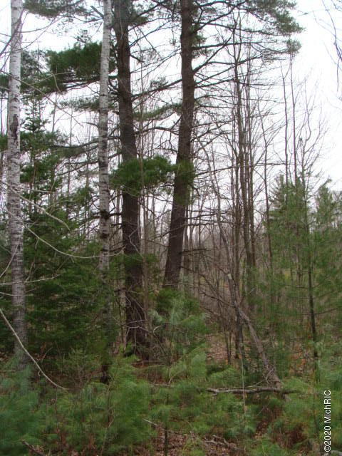 4411 Ingersoll Road Southwest Fife Lake, MI 49633 - Photo 34 of 51 DSC04103