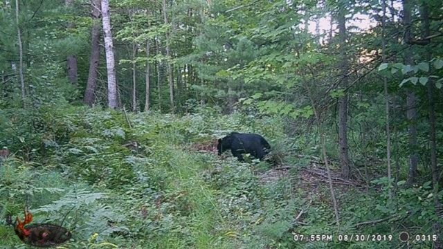 4411 Ingersoll Road Southwest Fife Lake, MI 49633 - Photo 50 of 51 WGI_0315