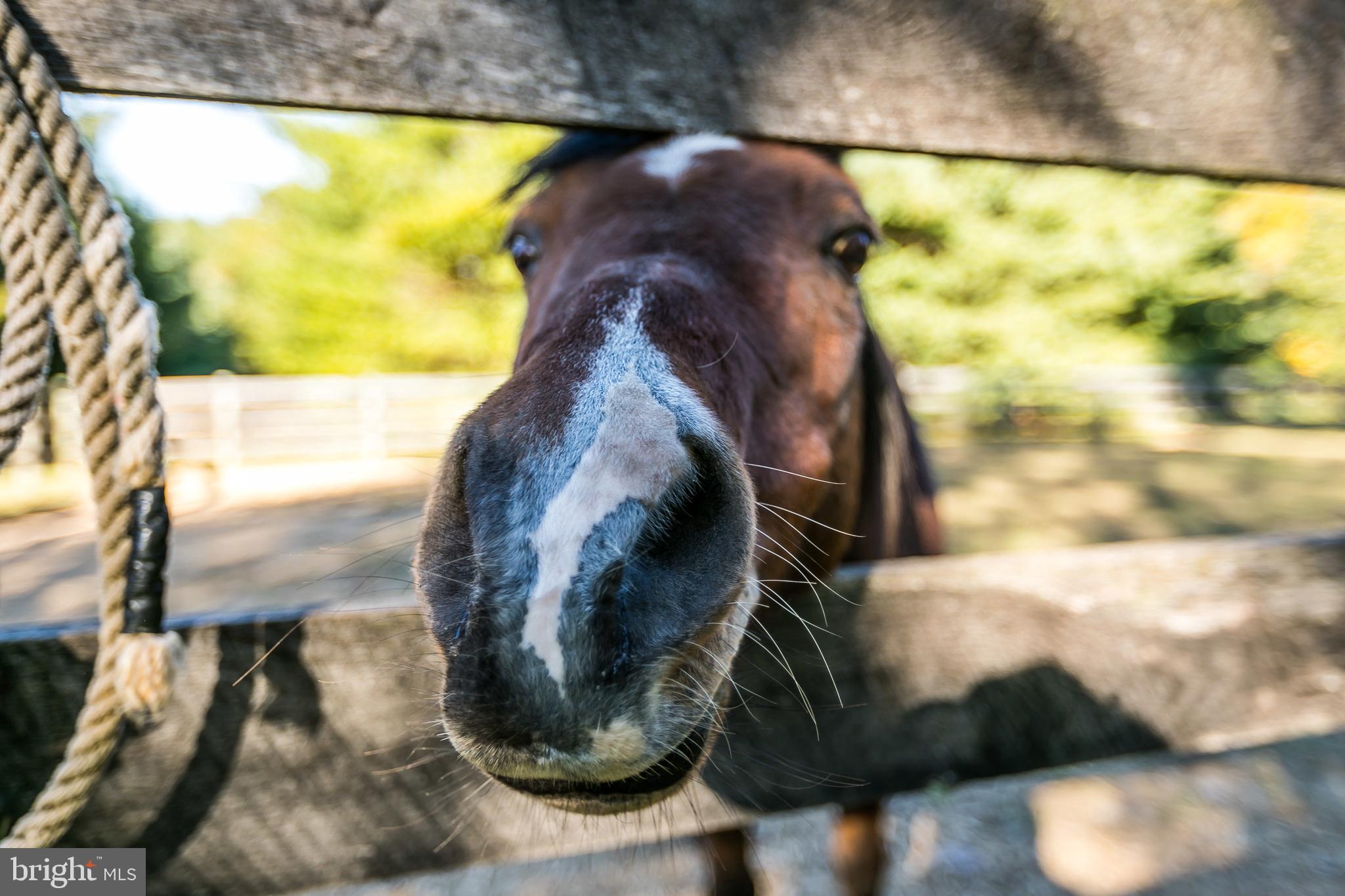 3135 Cotter Road Manchester, MD 21102 - Photo 51 of 61