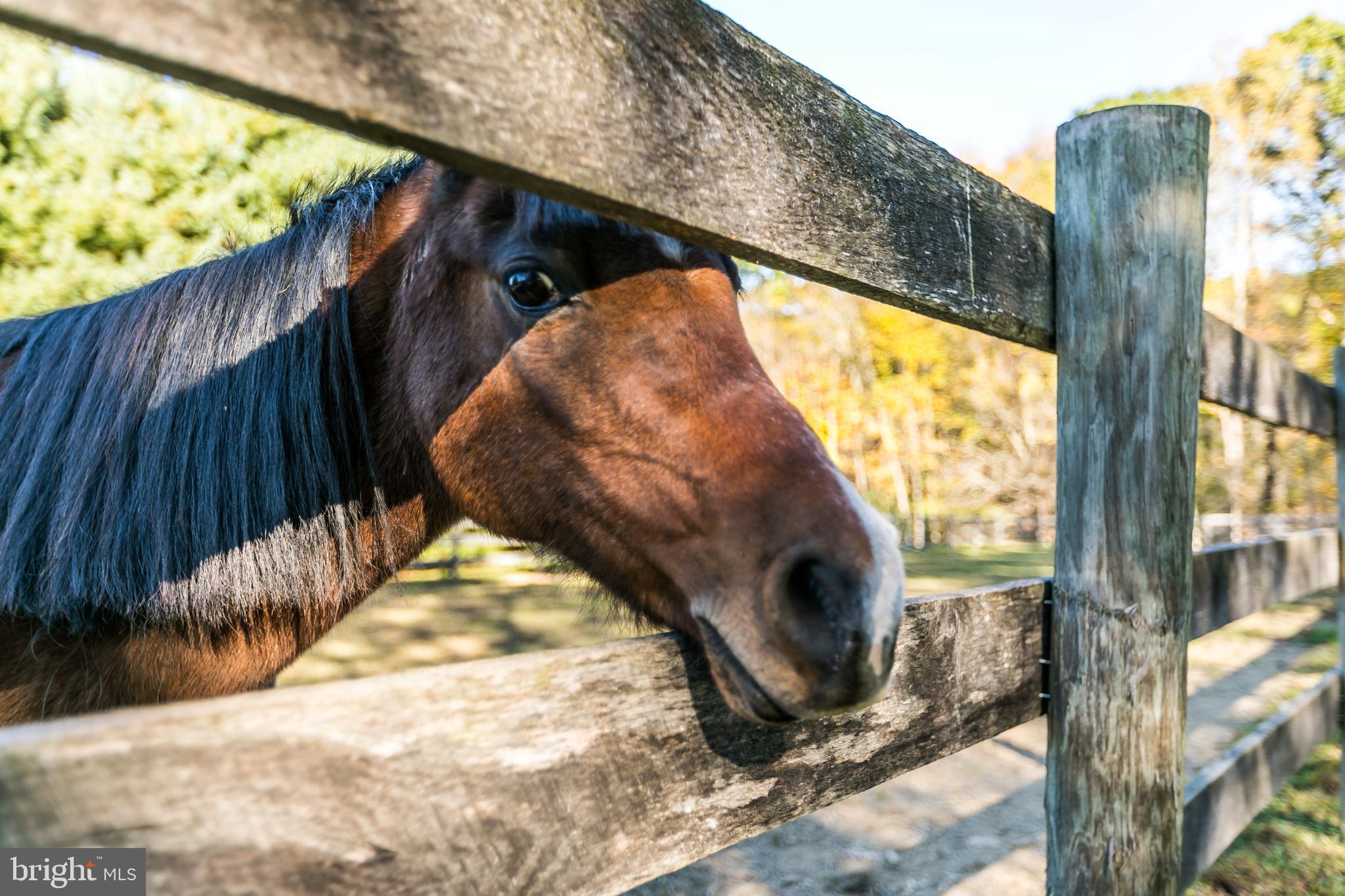 3135 Cotter Road Manchester, MD 21102 - Photo 52 of 61
