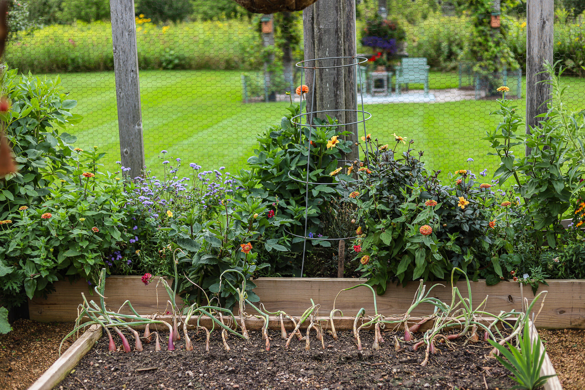 3200 West Bonniwell Road Mequon, WI 53097 - Photo 63 of 77 Onions and garlic
