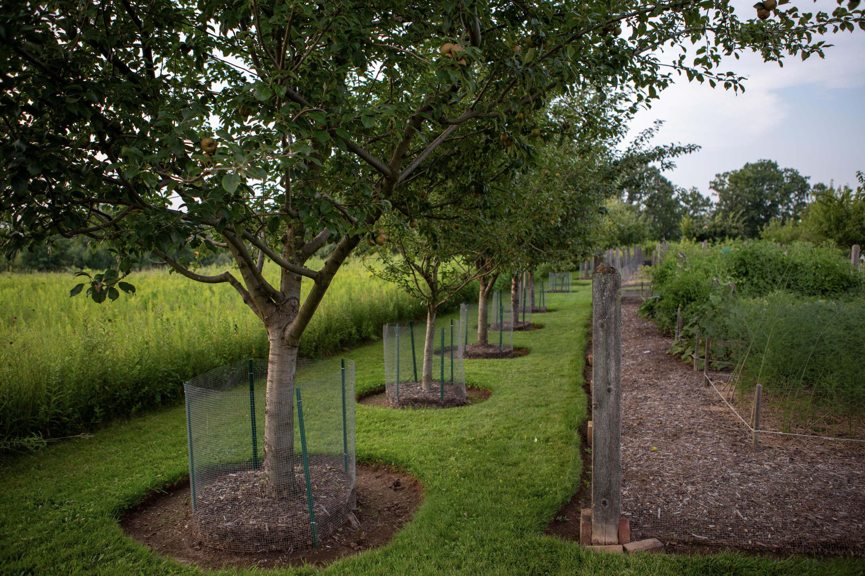 3200 West Bonniwell Road Mequon, WI 53097 - Photo 64 of 77 Pear, apple and peach trees