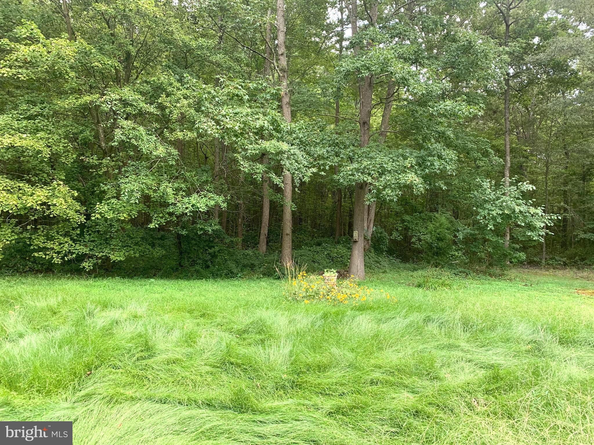 1971 Church Creek Road Cambridge, MD 21613 - Photo 11 of 35 Lot Rear Woods