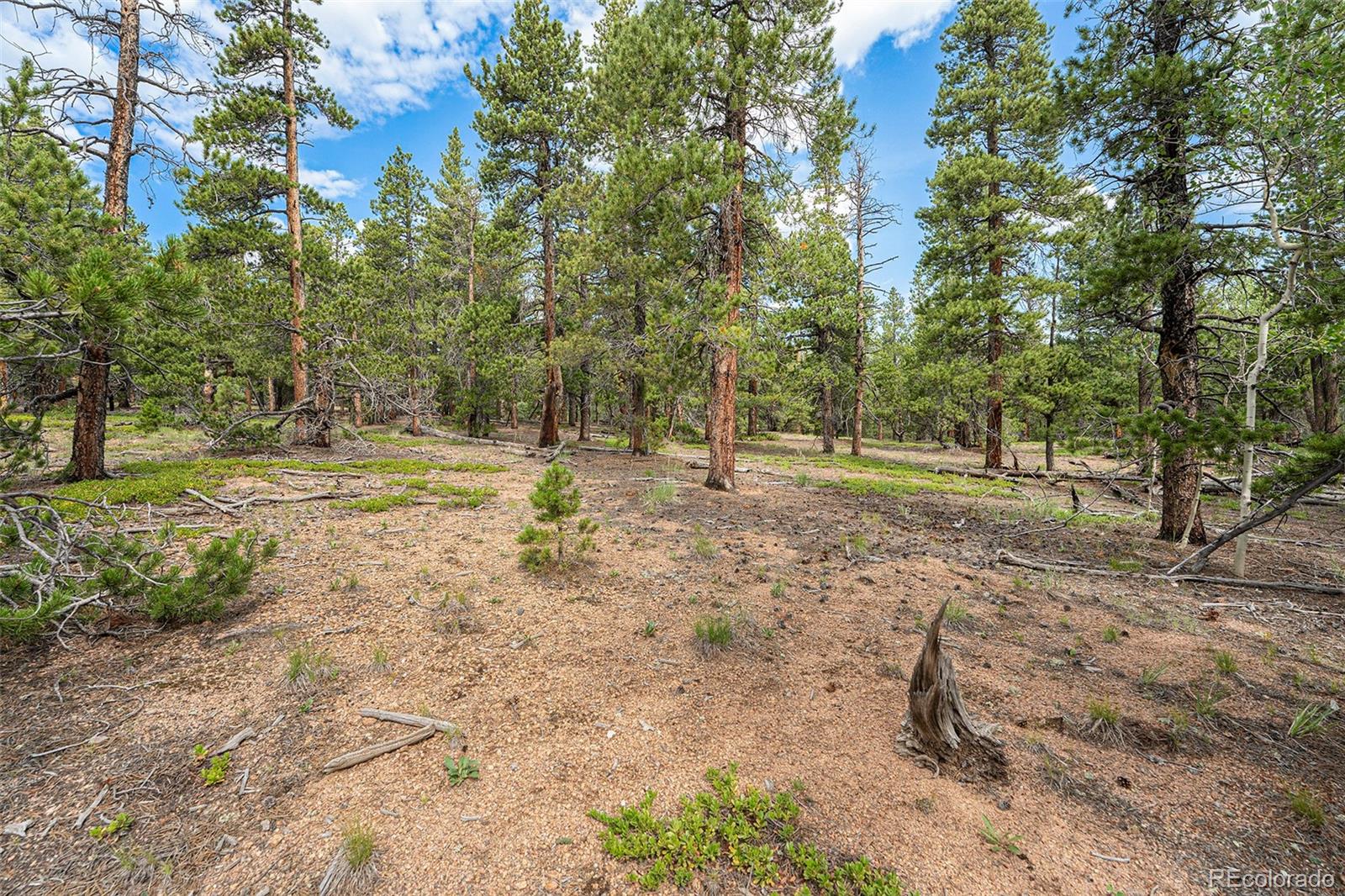 Ridge Lane Bailey, CO 80421 - Photo 5 of 20 Gallery Image 5