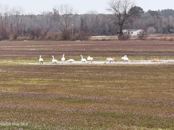 $298,000 | 0 Nc 99, Pantego, NC 27860