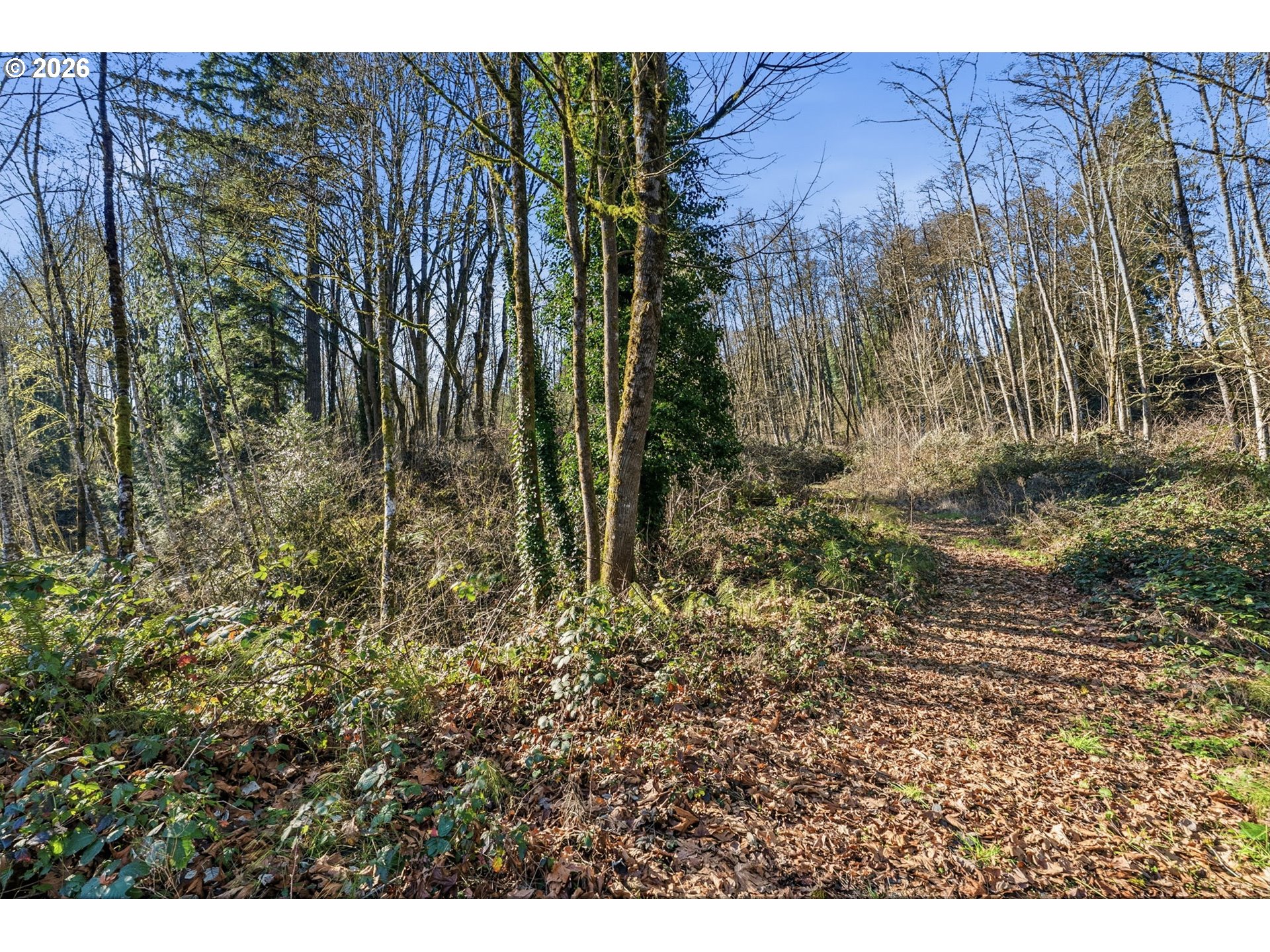 115 Alpha Drive Longview, WA 98632 - Photo 8 of 16 a view of forest