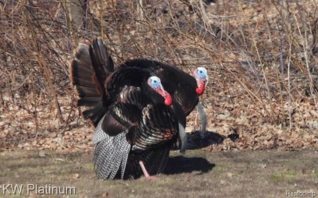 3347 Ruddock Road Avoca, MI 48006 - Photo 34 of 42 wild life.JPG