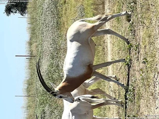 $1,900,000 | 5464 Coughran Road, Pleasanton, TX 78064