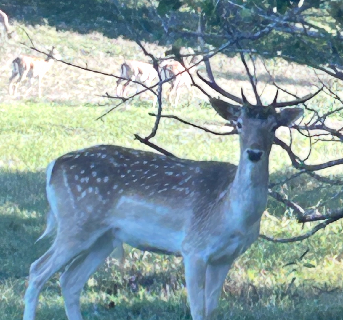 5464 Coughran Road Pleasanton, TX 78064 - Photo 53 of 55