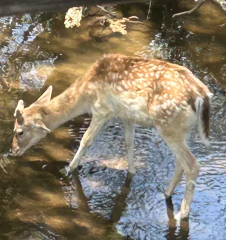 $1,900,000 | 5464 Coughran Road, Pleasanton, TX 78064