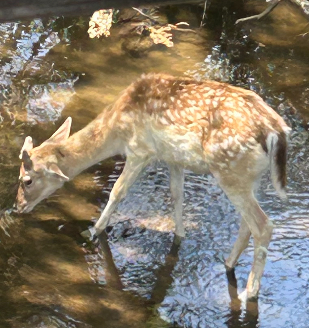 5464 Coughran Road Pleasanton, TX 78064 - Photo 54 of 55 a view of a yard