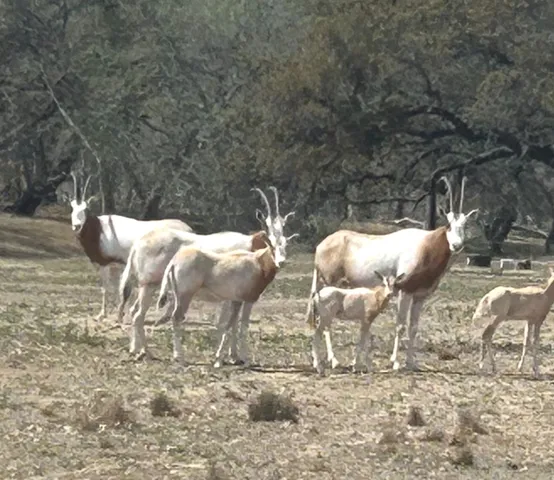 $1,900,000 | 5464 Coughran Road, Pleasanton, TX 78064