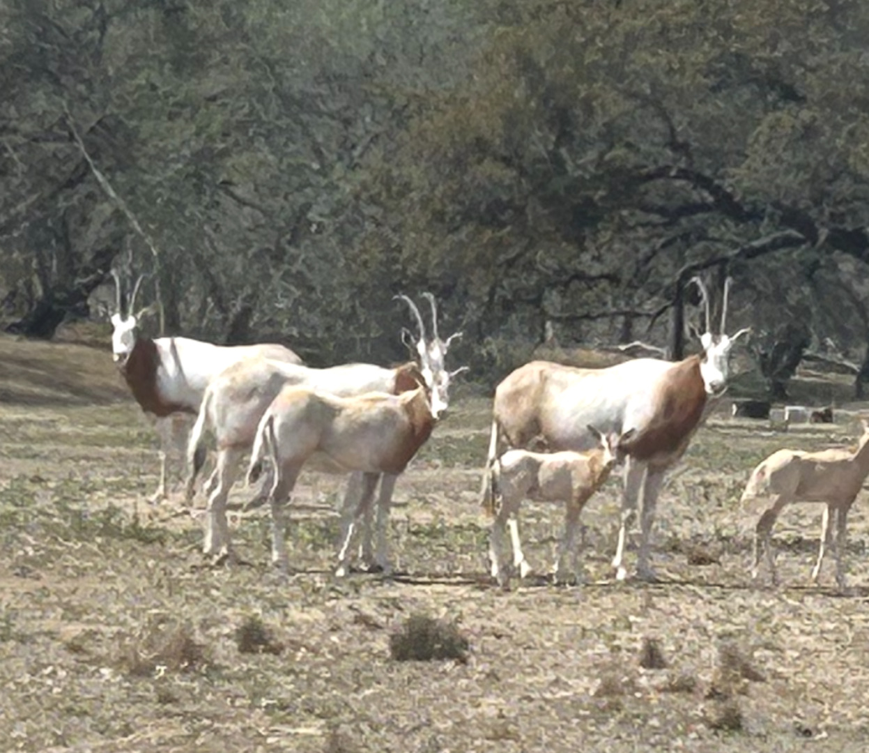 5464 Coughran Road Pleasanton, TX 78064 - Photo 55 of 55 a view of an outdoor space with seating