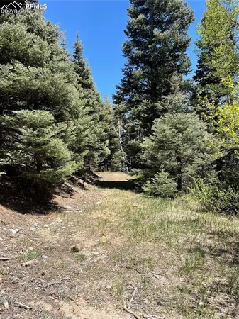 a view of a forest with trees