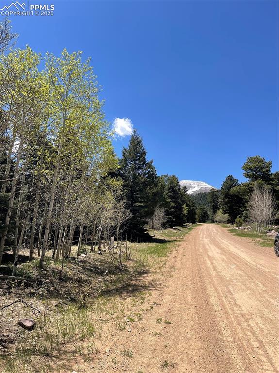 146 Gibson Road Westcliffe, CO 81252 - Photo 28 of 28 a view of a yard with a tree