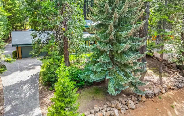 a view of a garden with plants