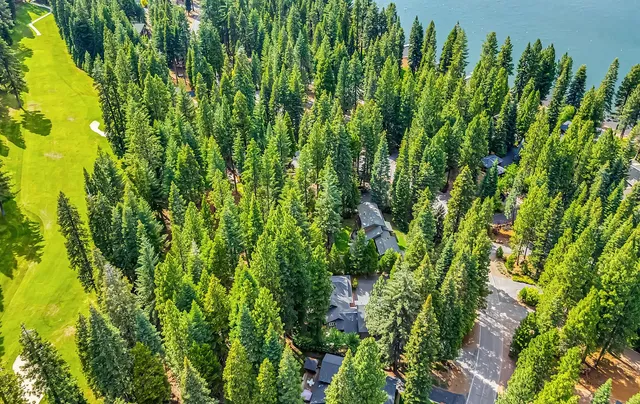 a view of a lush green forest with large trees