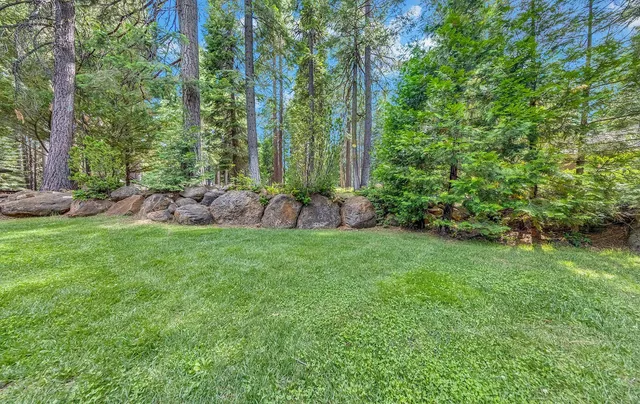 a view of a backyard with plants and large trees
