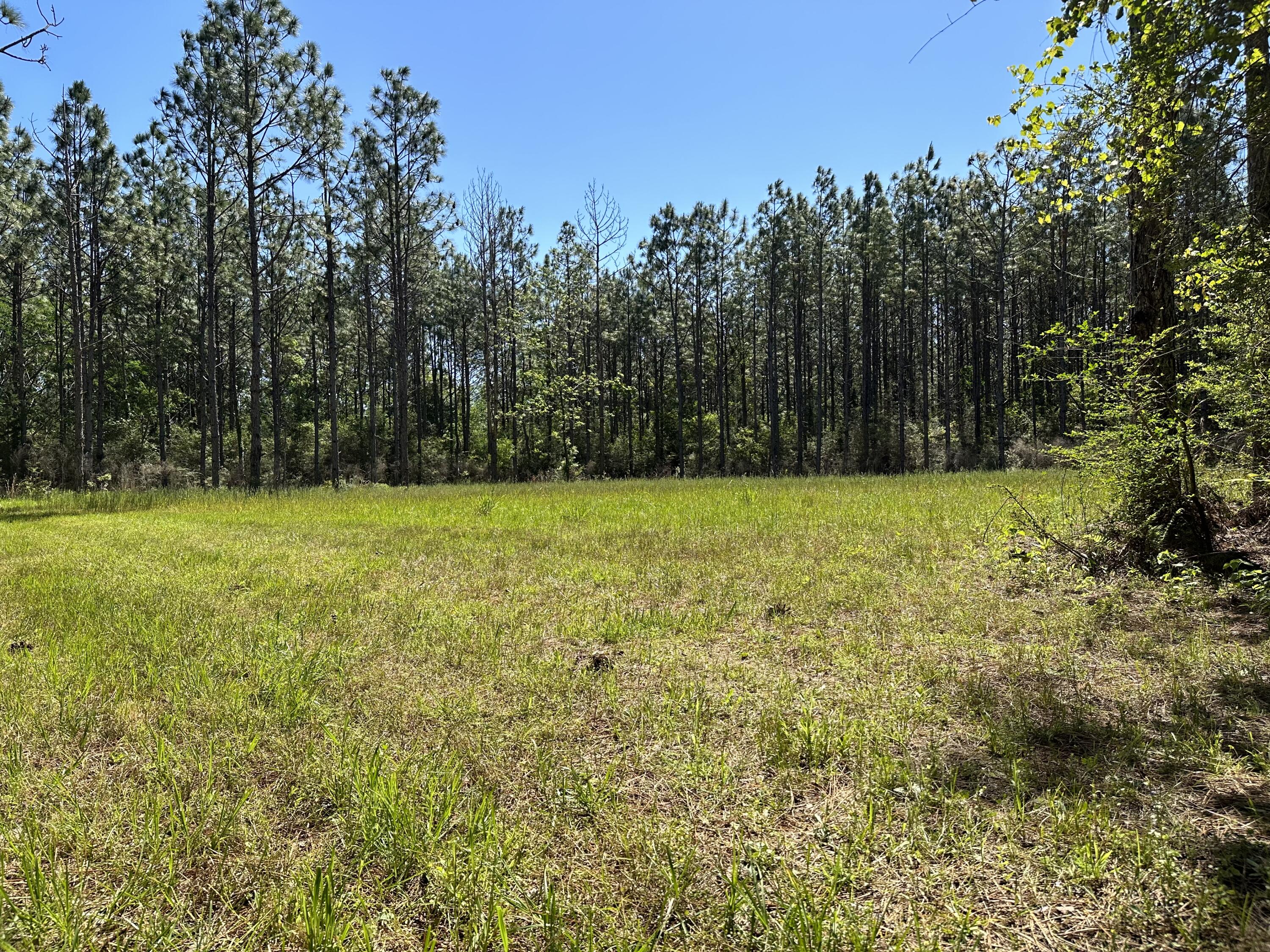 Tbd Harrison Road DeFuniak Springs, FL 32433 - Photo 6 of 18 IMG-1856