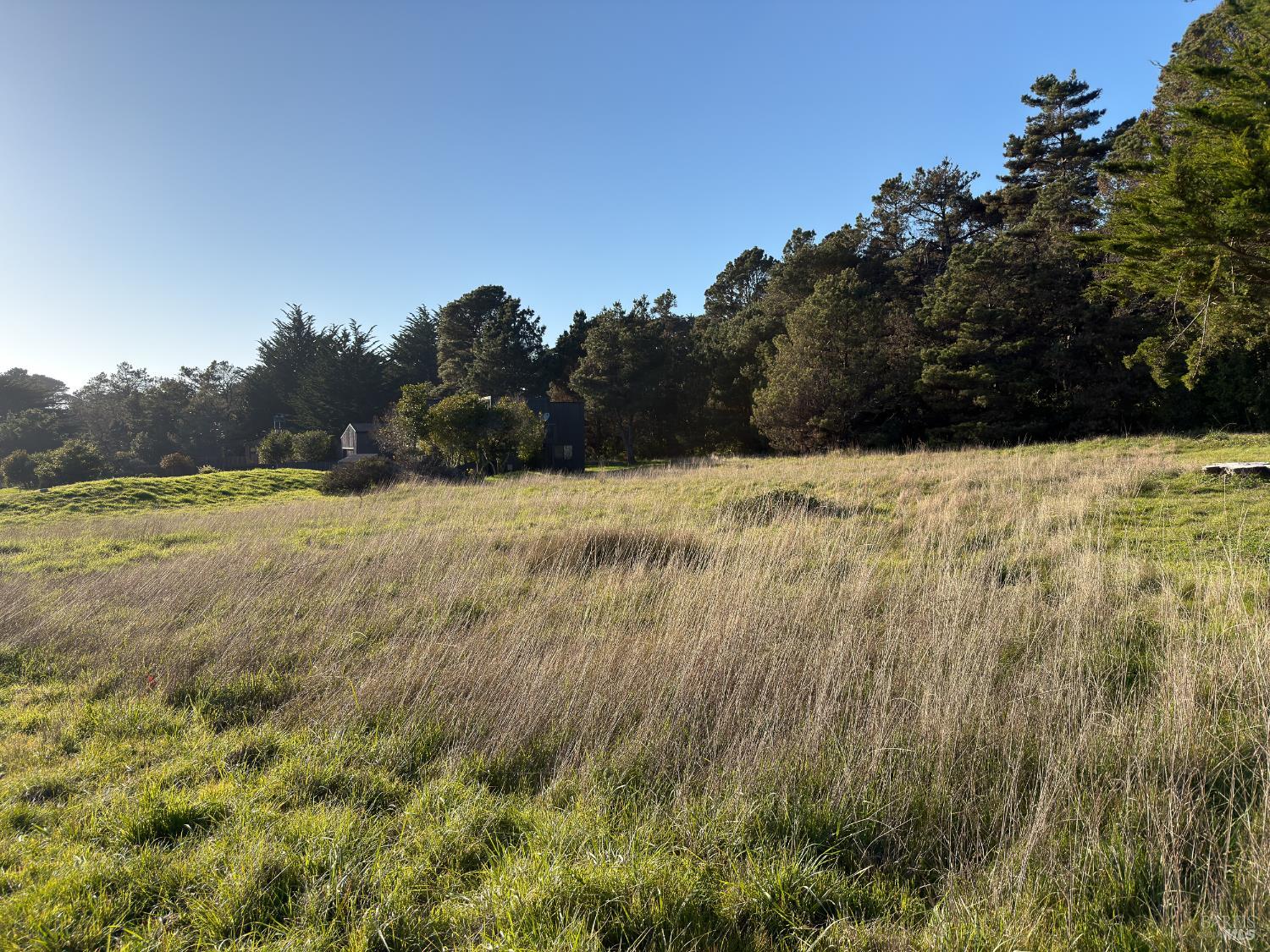 41 Sea Pine The Sea Ranch, CA 95497 - Photo 4 of 17 a view of a yard with a tree