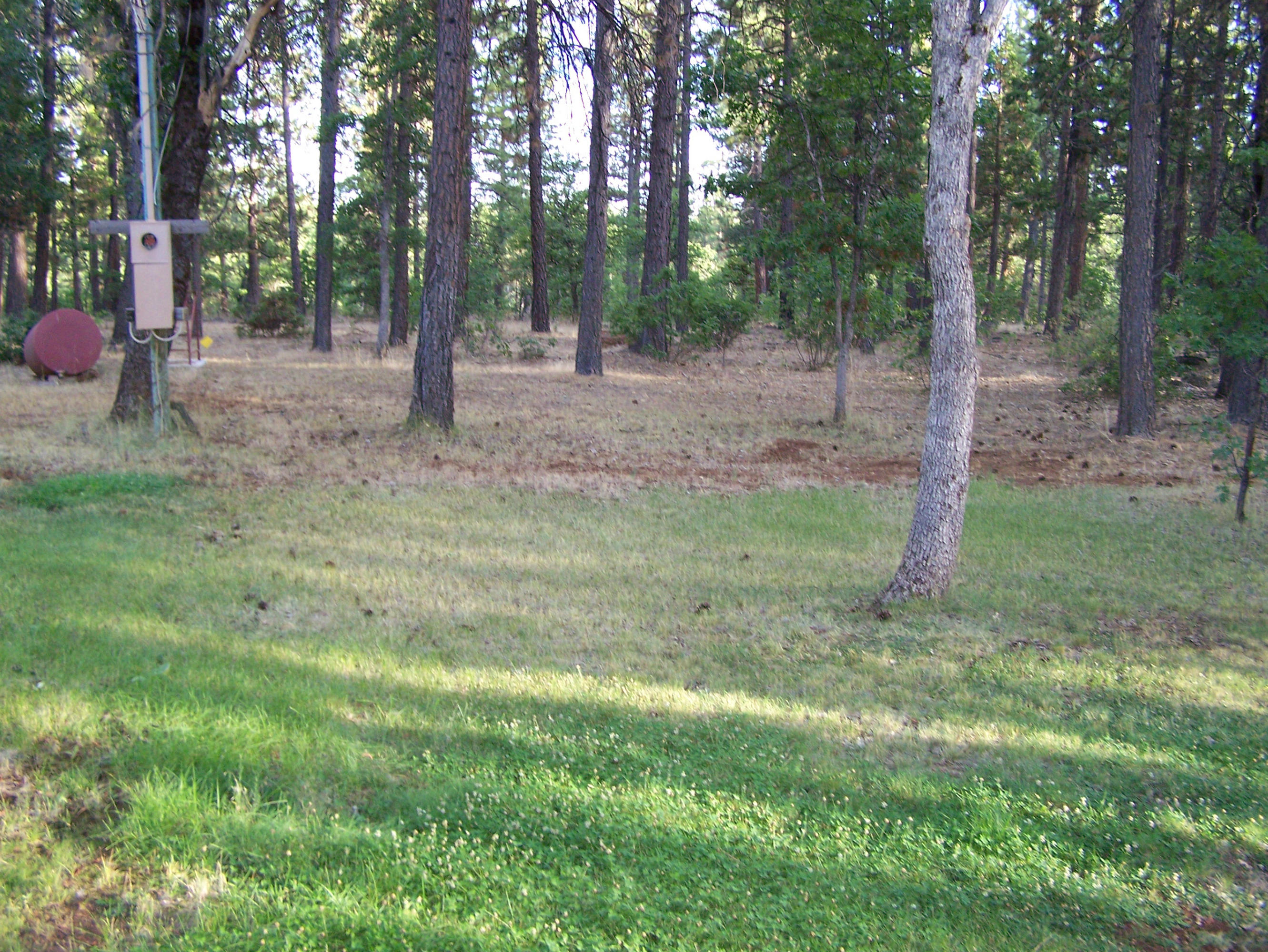 315 Schneider Ranch Road McArthur, CA 96056 - Photo 15 of 16 a view of a forest with trees