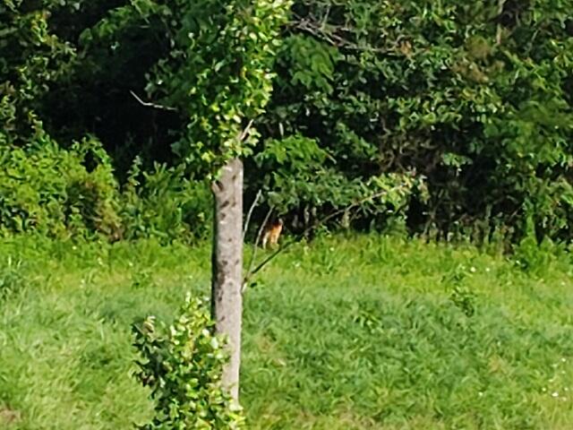 95 A Main Street Dunlap, TN 37327 - Photo 7 of 9 20210616_165457_resized