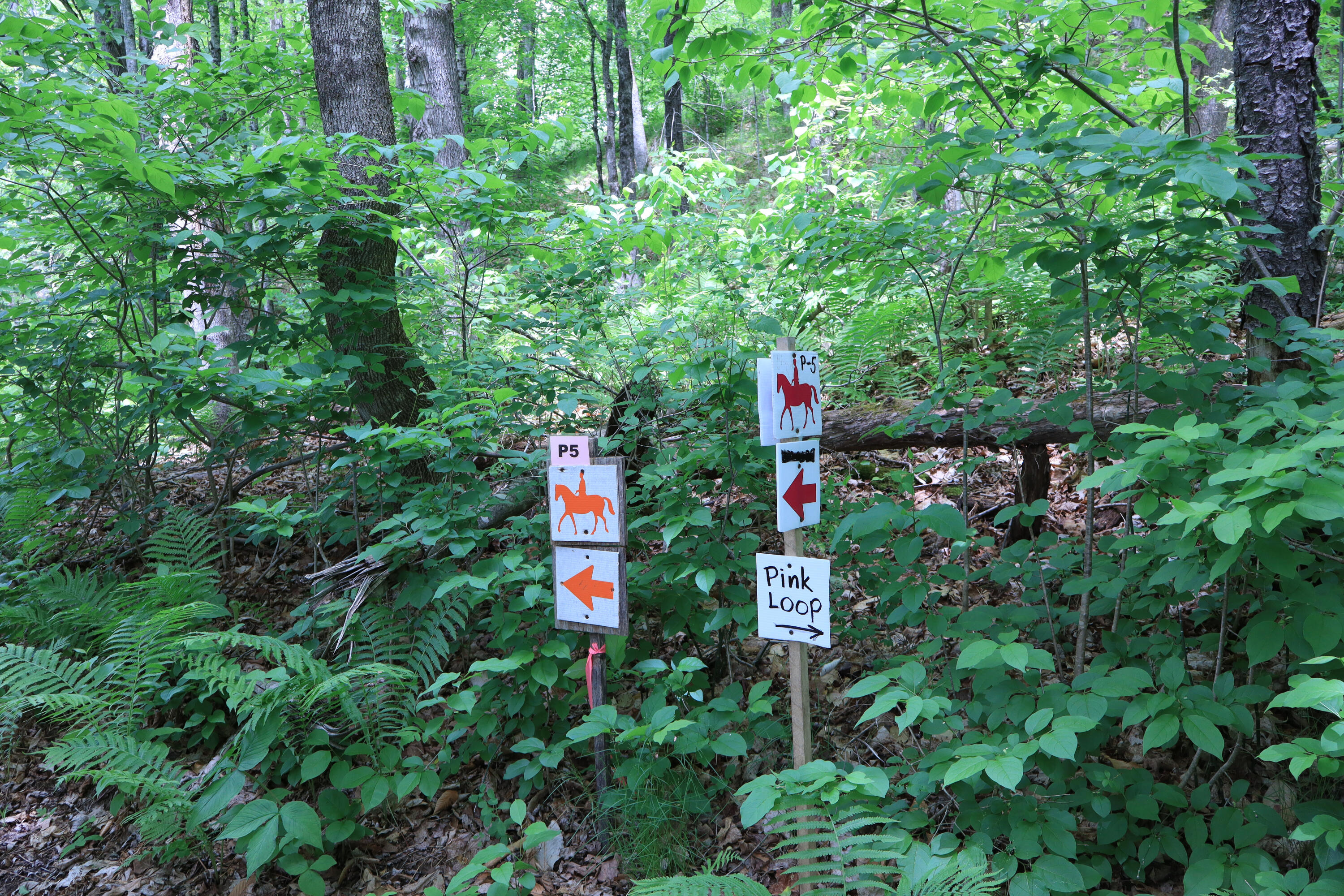 10 South Arm Road Andover, ME 04226 - Photo 88 of 91 land 7