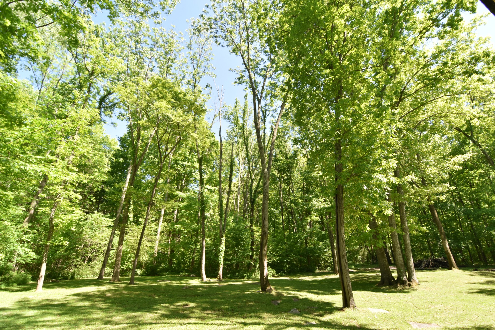 2513 Quarry Road Mount Juliet, TN 37122 - Photo 33 of 42 a view of a yard with a tree