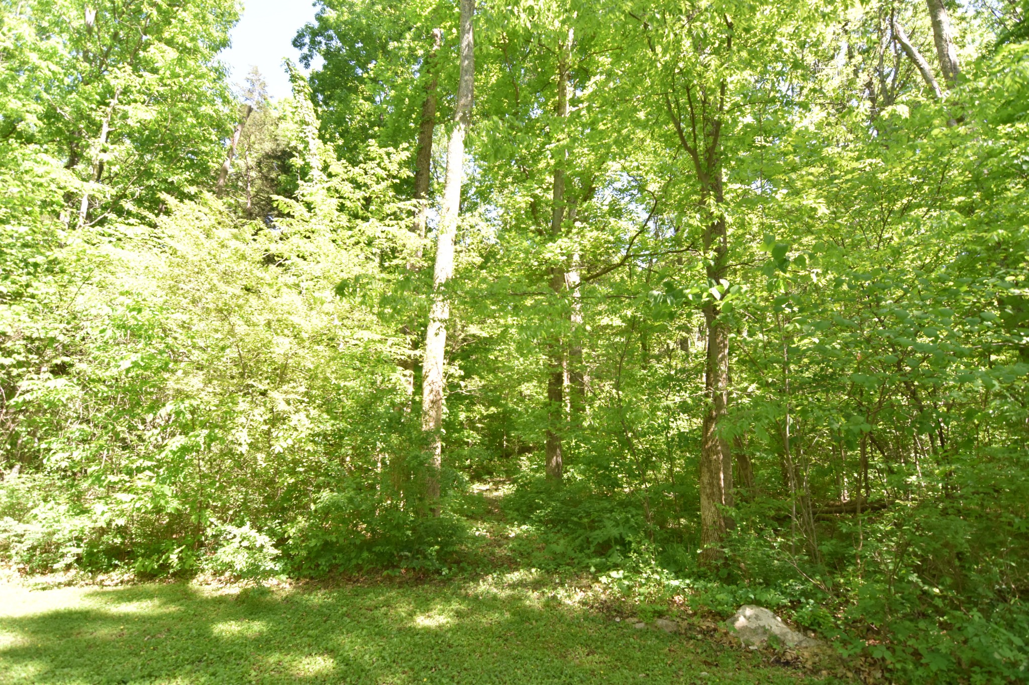 2513 Quarry Road Mount Juliet, TN 37122 - Photo 35 of 42 a view of a lush green forest