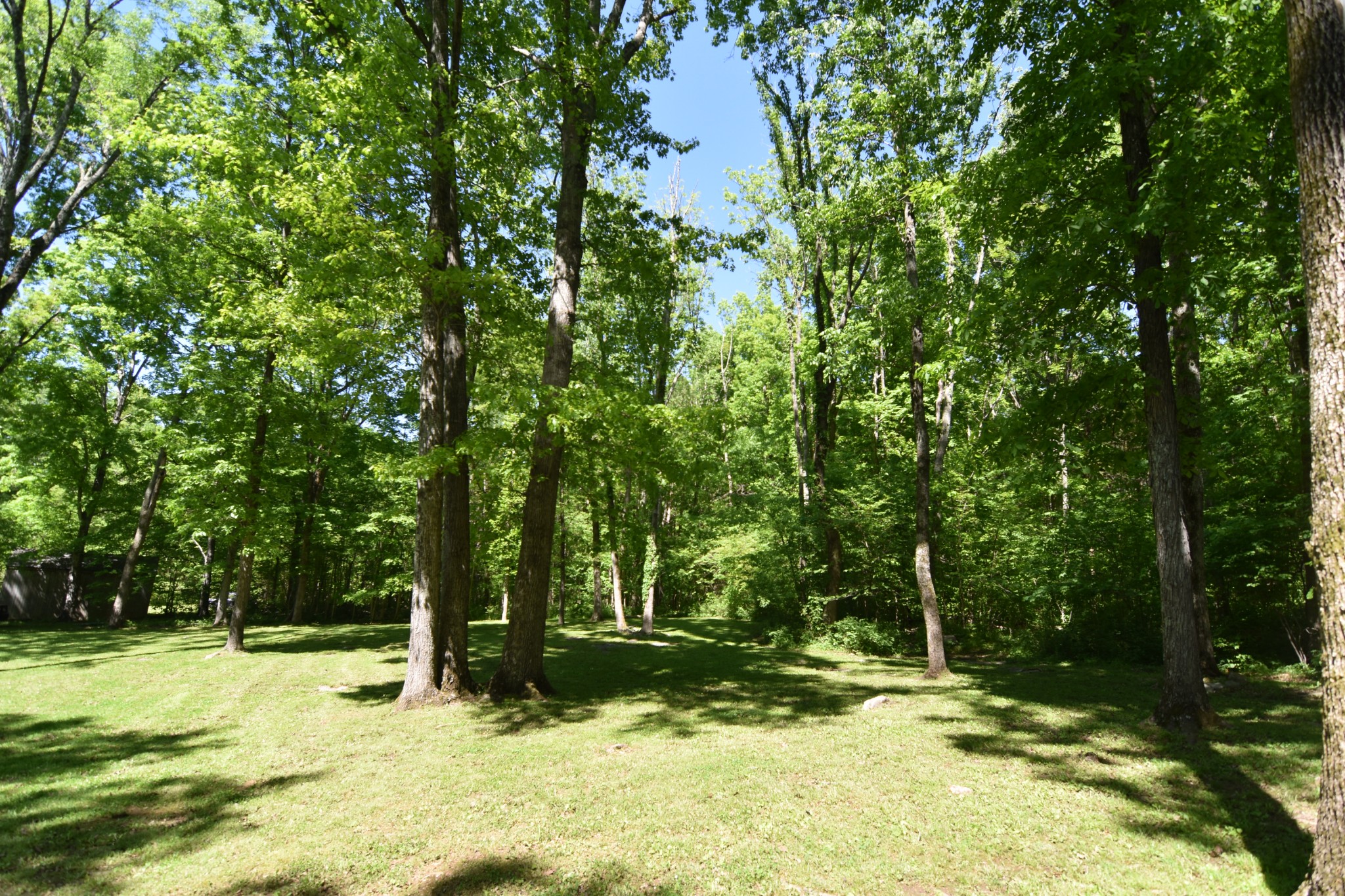 2513 Quarry Road Mount Juliet, TN 37122 - Photo 5 of 42 a view of a yard with a tree