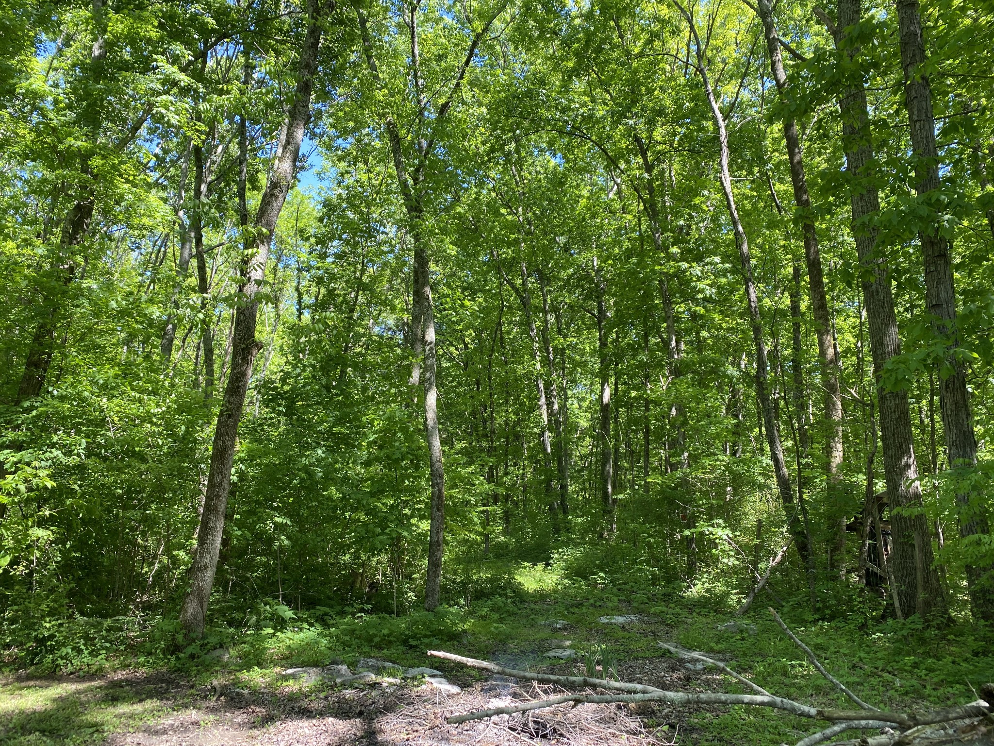 2513 Quarry Road Mount Juliet, TN 37122 - Photo 42 of 42 a view of a lush green forest